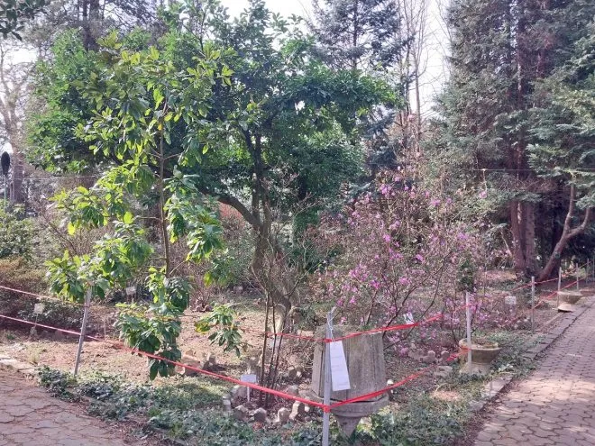 В ботсаду УжНУ зібрали колекцію рододендронів