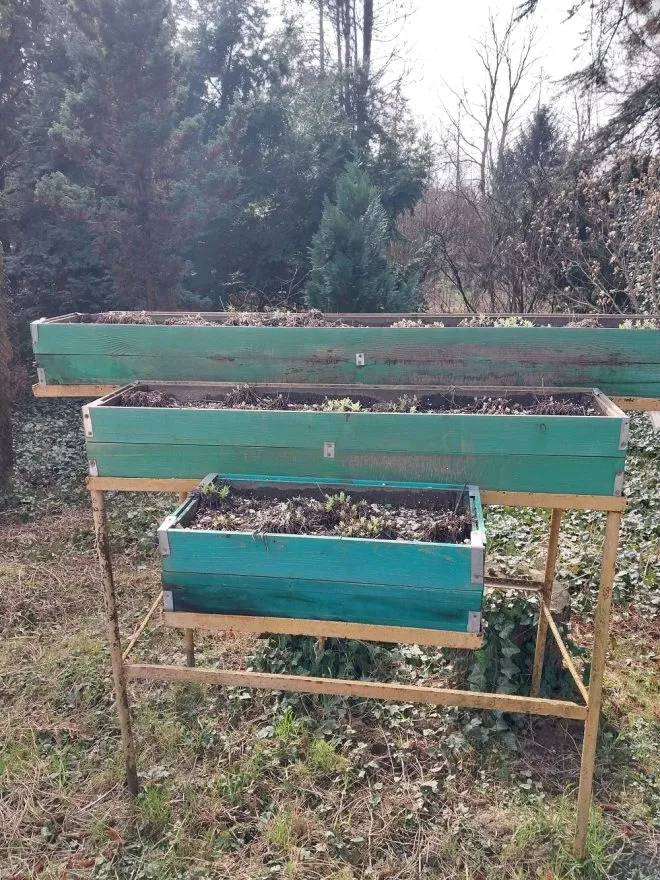 Червонокнижні едельвейси в ботсаду УжНУ