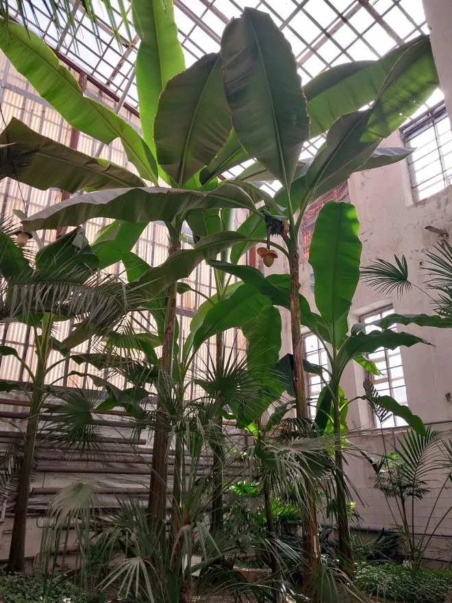 В ботсаду УжНУ росте банан