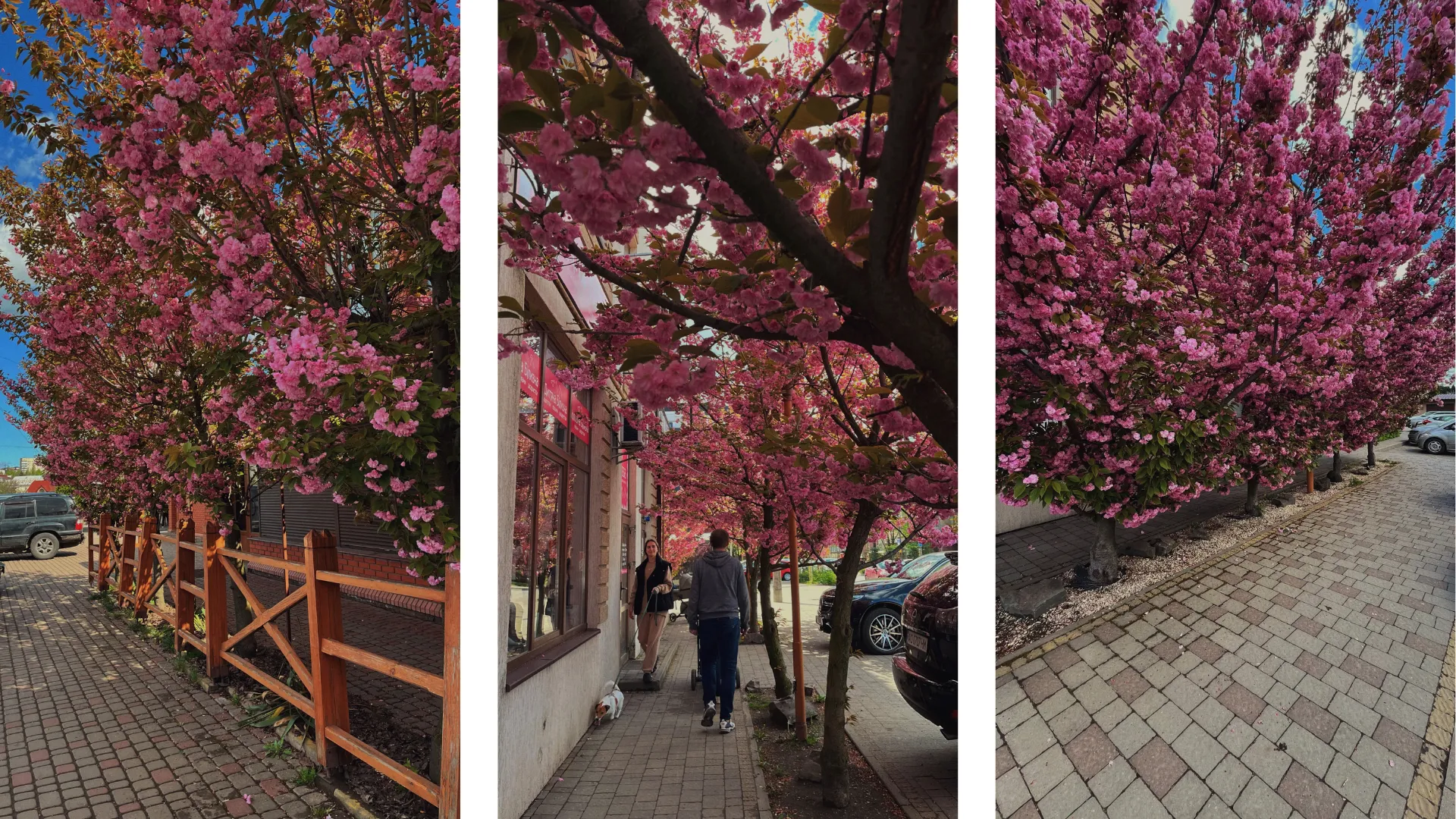 Сакури на вулиці Закарпатській