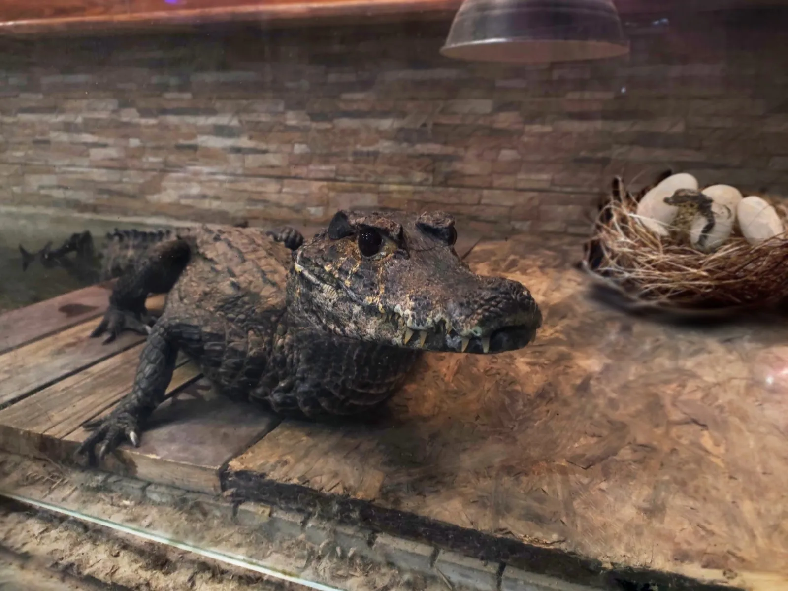 В Ужгороді відклав яйця унікальний, єдиний в Україні кайман Шнайдера (ФОТО)
