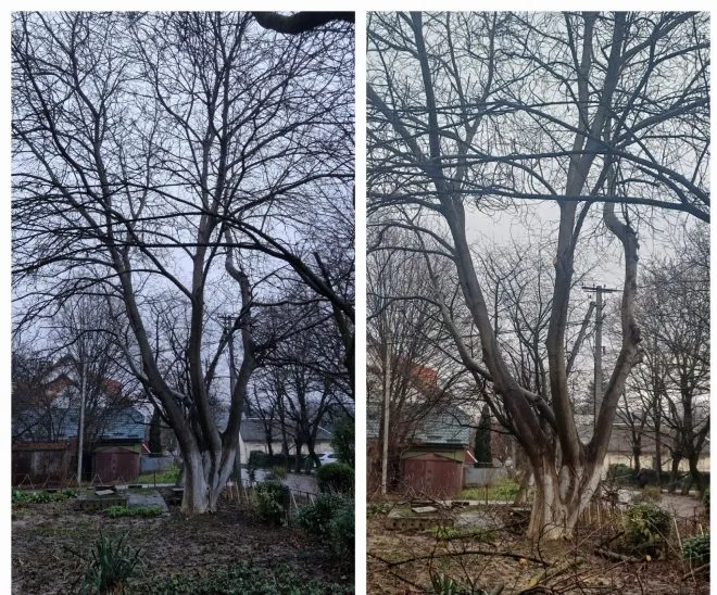 обрізка дерев горіх на Володимирській 1